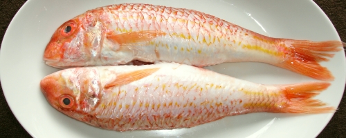 Rougets barbets doppelt