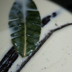 Vanilleglacé 2_2009 06 05_0491