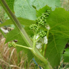 warth8_2008_2657