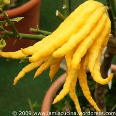 Zitrone Buddhas Fingers