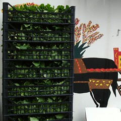 Cima di rapa am Claraplatz