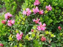 Alpenrosen