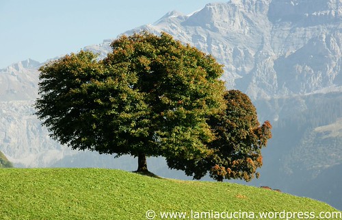 CH-8750 Glarus 0_2009 09 30_2868