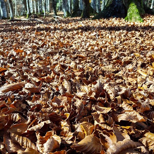 Herbst 20171014_150345