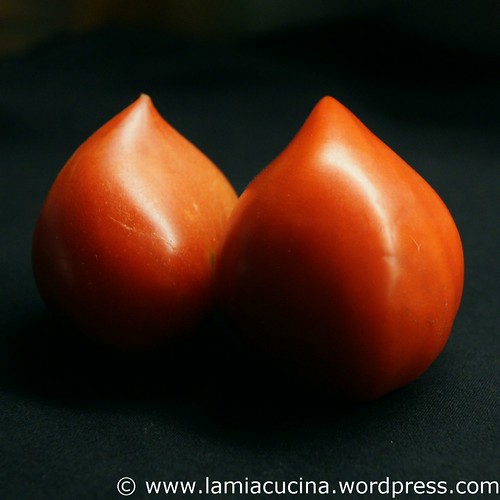 Tomaten 2011 08 19_5585