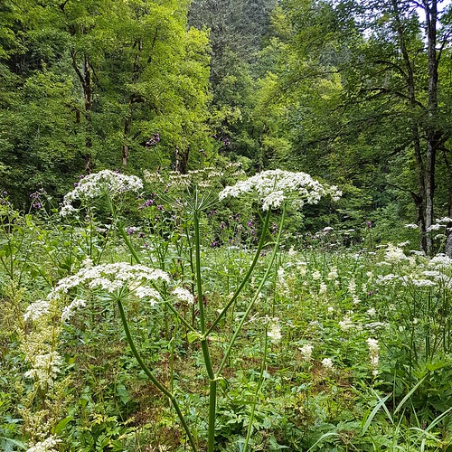 Doubs(17) 20180713_111521