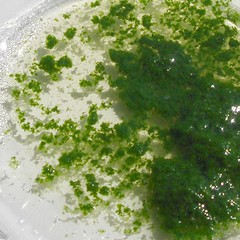 Chlorophyll2_2008 08 30_4336
