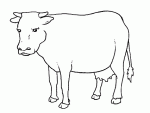 Albinokuh