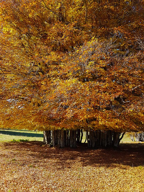 Herbst 20171014_114625
