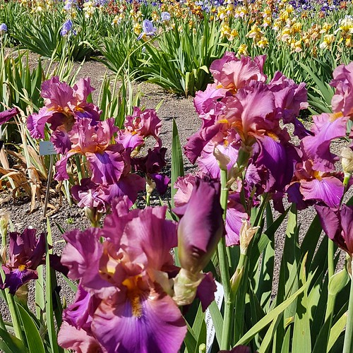 Irisblüte 20170528_104901