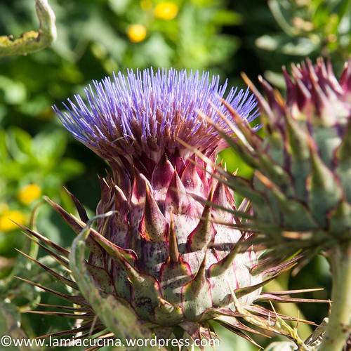Im Jura 2014 08 28_5442