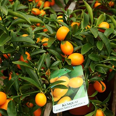 Kumquats !