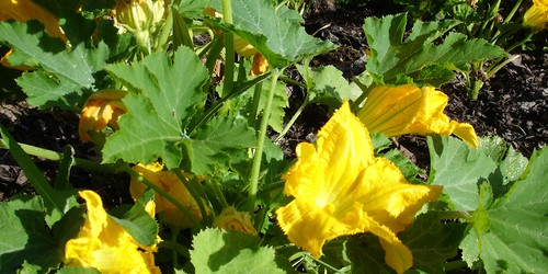 zucchine ripiene 0_2009 08 01_1819