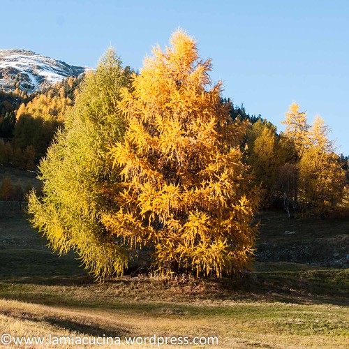 Our Indian Summer (2015 10 20_9298)