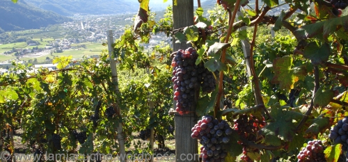 Weinberge bei Sondrio
