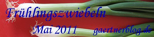 Garten-Koch-Event Mai 2011: Frühlingszwiebel [31.05.2011]