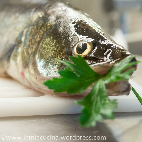 Kardamom Zander 2014 05 15_4046