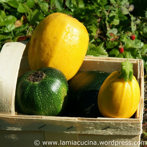 Zucchinikuchen 1_2011 08 01_5252