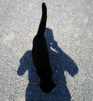 is it me or is it a cat ?