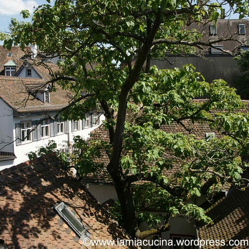 Baum 0_2012 06 23_5592