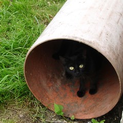 Jungkatze im Rohr in Rohr