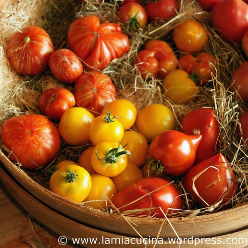 Hämiker Tomaten 1_2011 08 05_5343