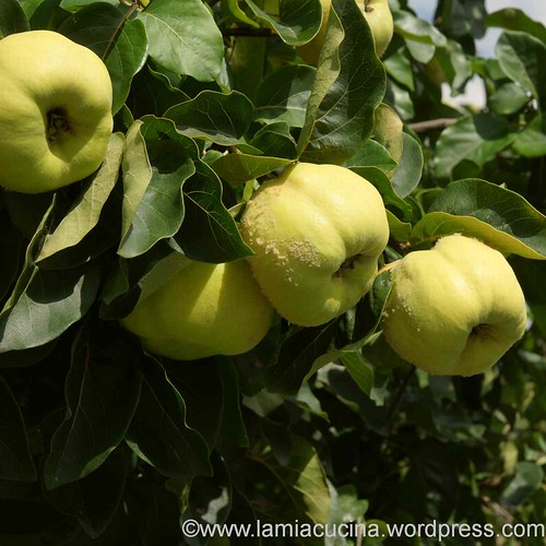 Die letzte Quitte 2_2012 09 04_7261