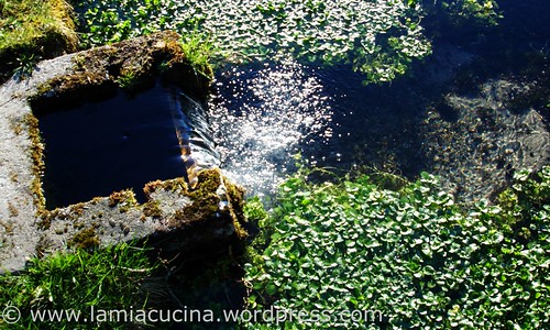 Wynau2_redc2008_1154