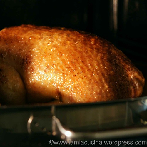Ente 5_2012 11 24_8798