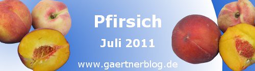 Garten-Koch-Event Juli 2011: Pfirsich [31.07.2011]