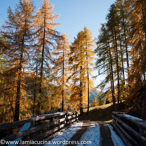 Our Indian Summer (2015 10 20_9295)