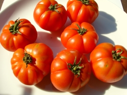 Marmandino Tomaten