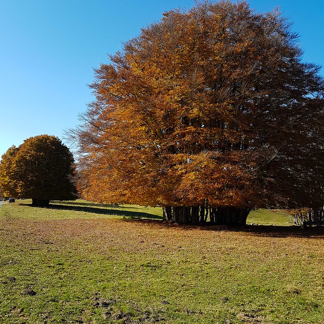 Herbst 20171014_114602