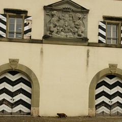 Kaserne: grosse und kleine Katzen