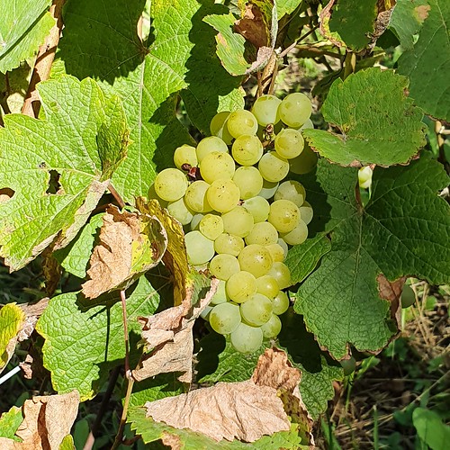 Doubs(25) 20190912_115443