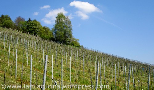 Weingut J. Saxer Mai 2008