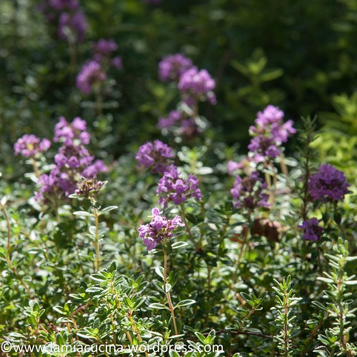 Im Jura 2014 07 17_4869