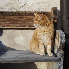 Blinde Katze auf der Kirchenbank