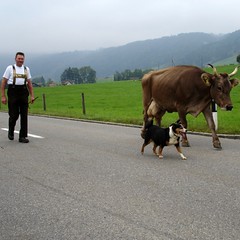 Bauer, Hund, lahmende Kuh