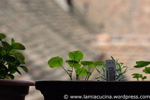 Küchenausblick 6_2011 04 29_3449