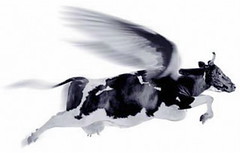 Flyerkuh
