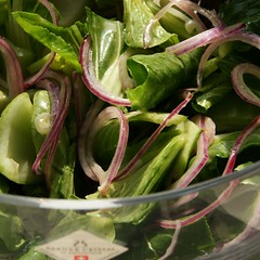 Pak Choy Salat