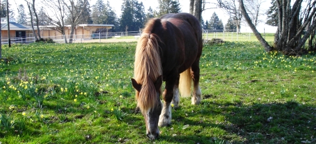 Osterglocken